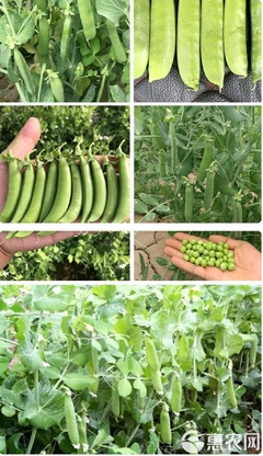 甜脆豌豆種子的高抗豐產(chǎn)種植與推廣技術(shù)